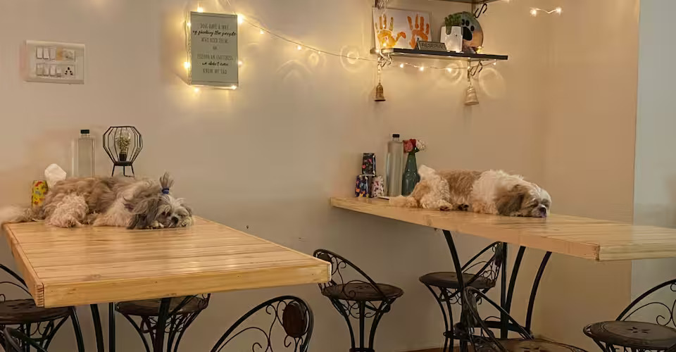 Pet Cafe in Jaipur