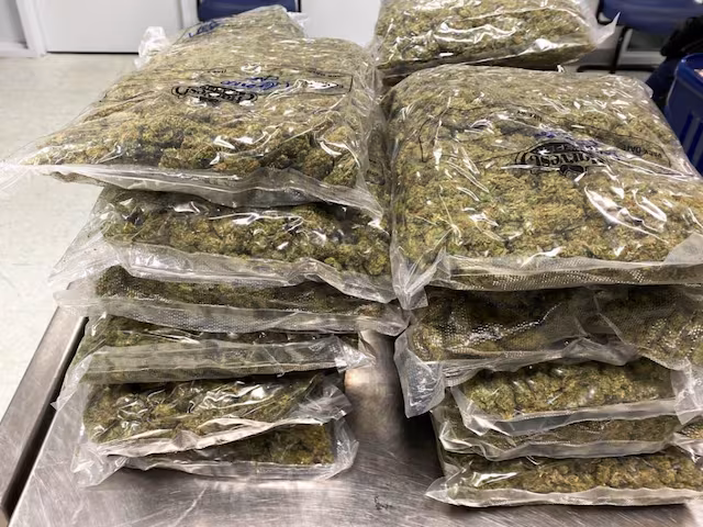 DRI Seizes 17.6 kg Hydroponic Ganja at Jaipur Airport