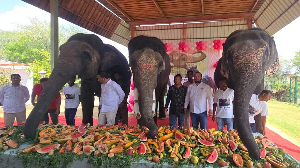 Jaipur Elephants Celebrate Anant Ambani’s Birthday