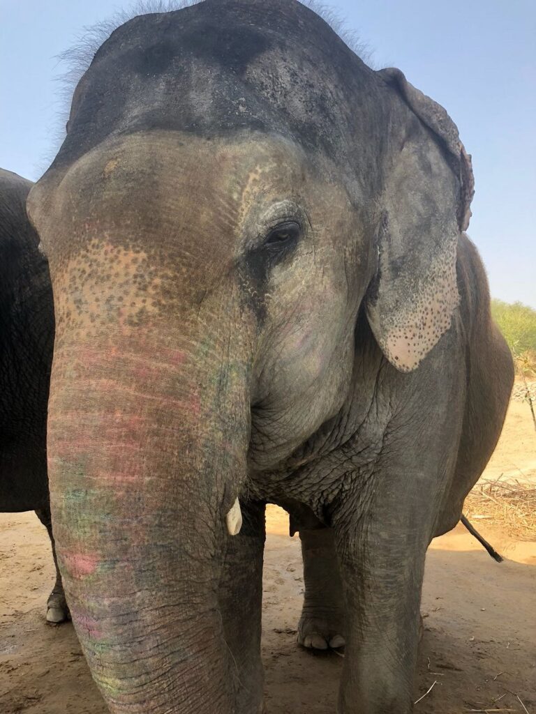 Hathi Gaon